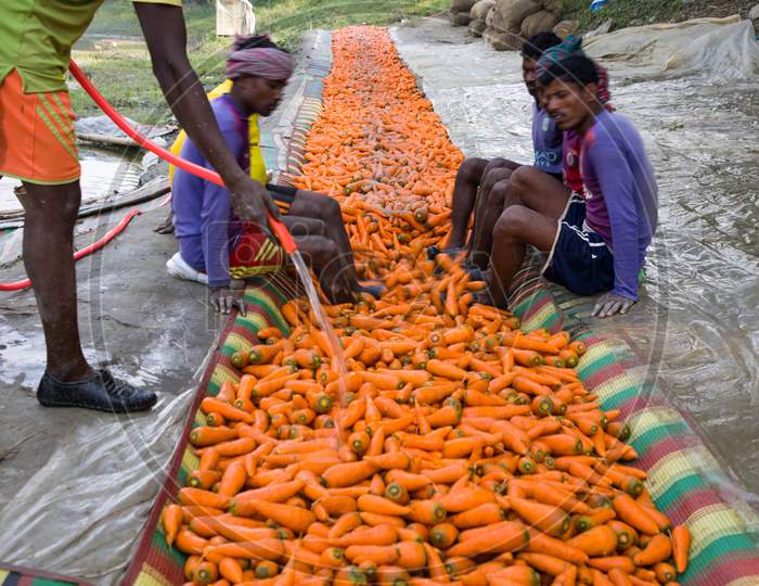 Carrot farming
