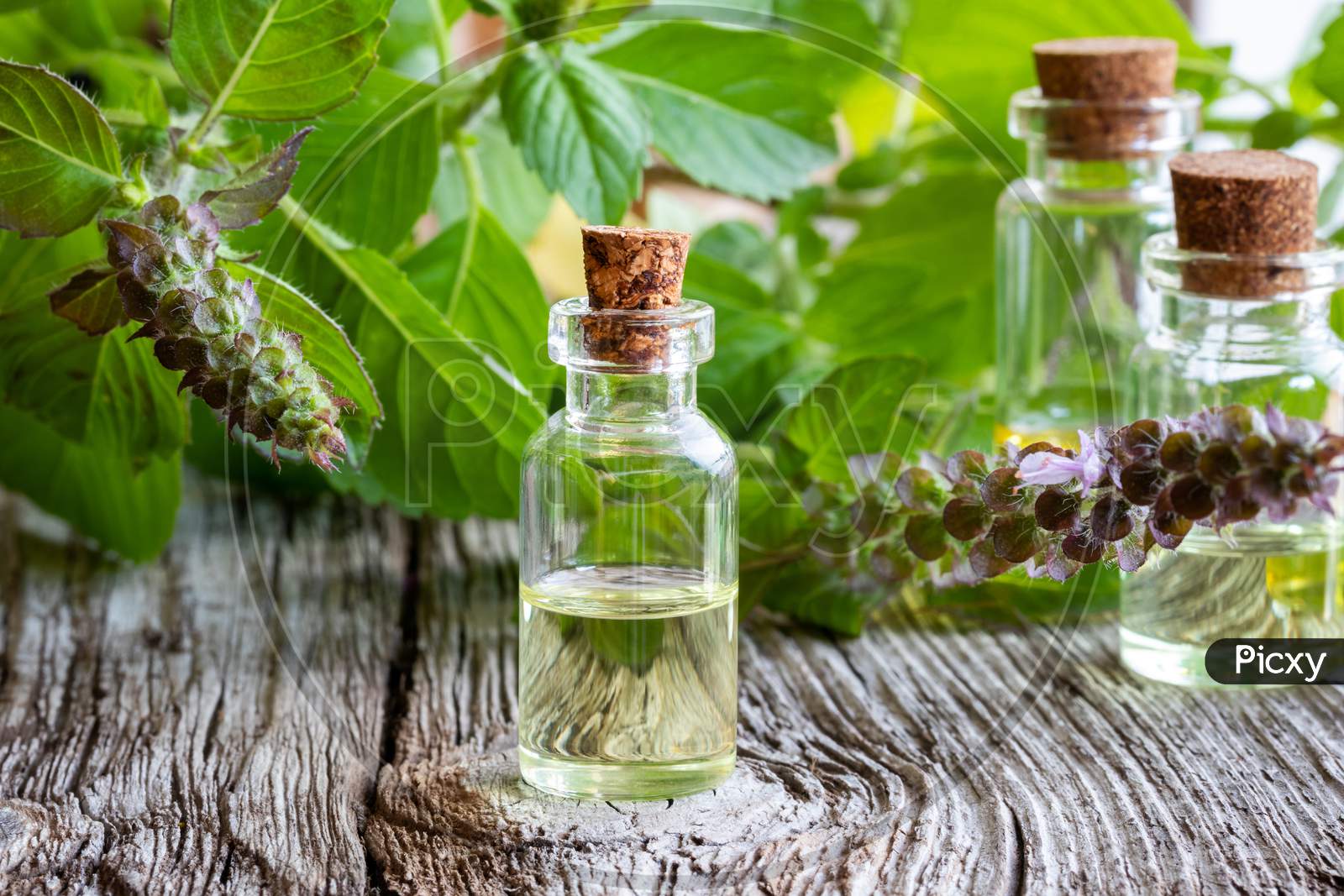 A Bottle Of Tulsi Essential Oil With Fresh Tulsi, Or Holy Basil