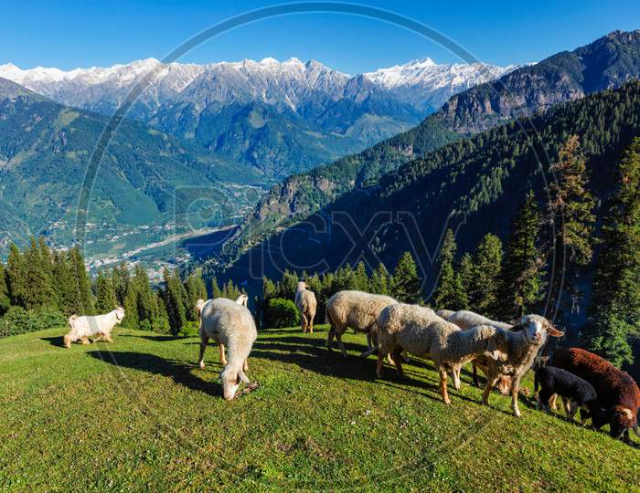 Flock Of Sheep In The Himalayas