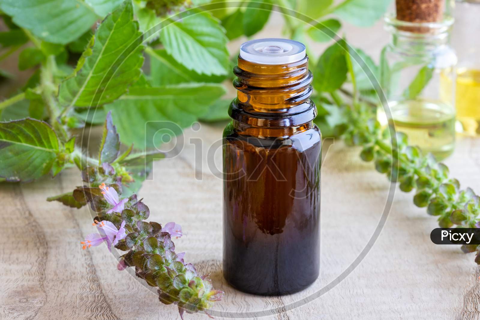 A Bottle Of Tulsi Essential Oil With Fresh Tulsi, Or Holy Basil Plant