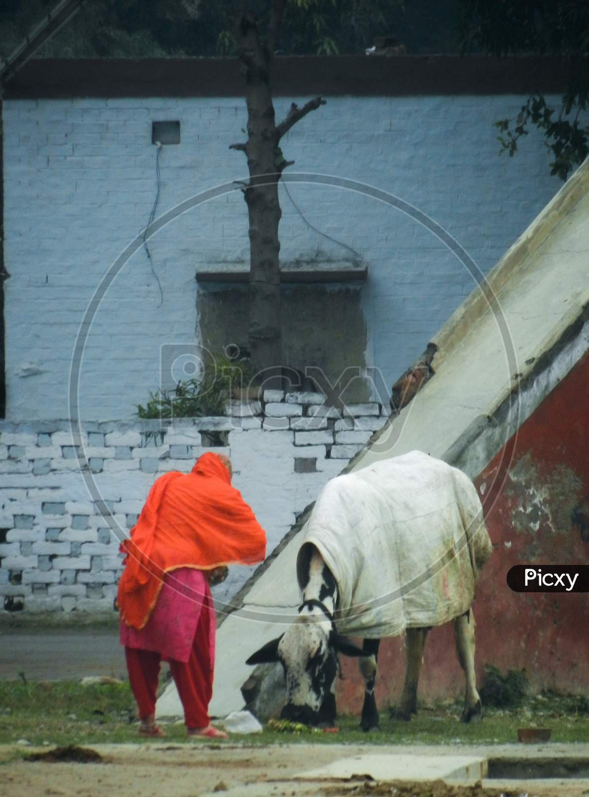 A woman feeding a cow during winters