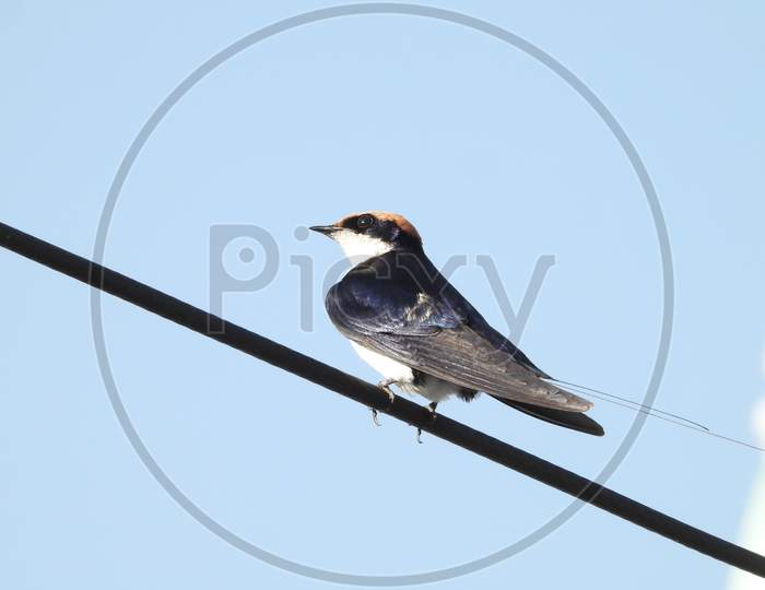 Wire tailed swallow