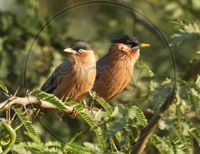 Brahminy starling pair