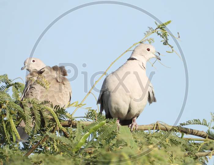 Eurasian collared dove pair