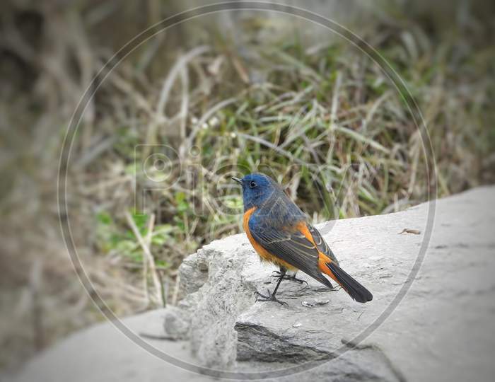 Blue throated red start