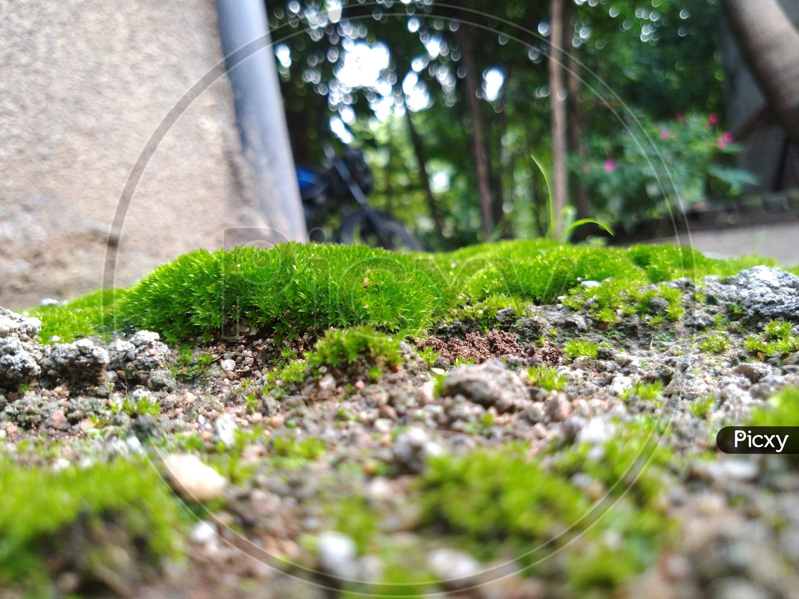 Image of Green Pincushion moss, fungiSE217008Picxy