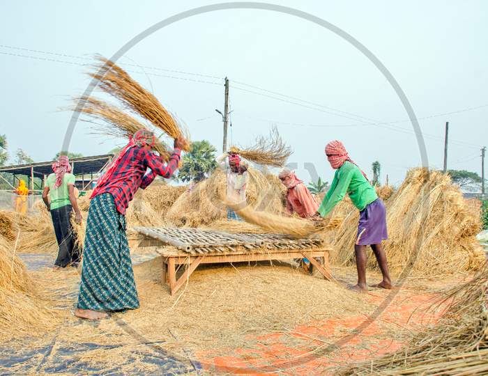 Paddy processing at rural west bengal india