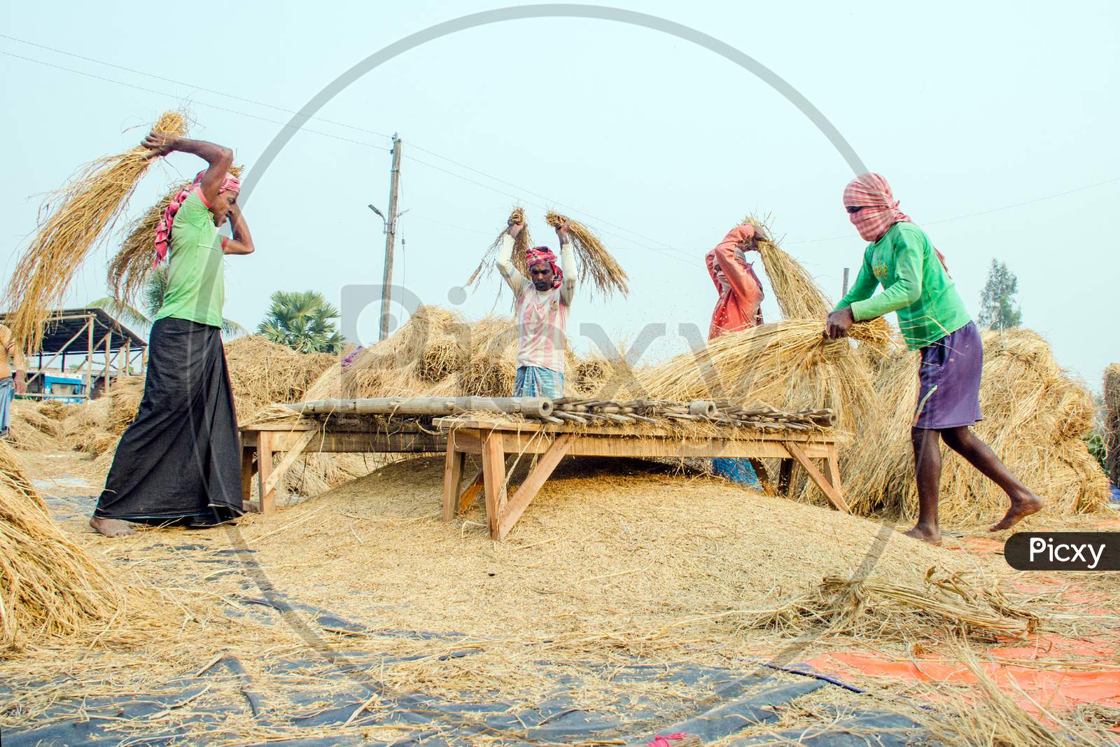 Paddy processing at rural west bengal india