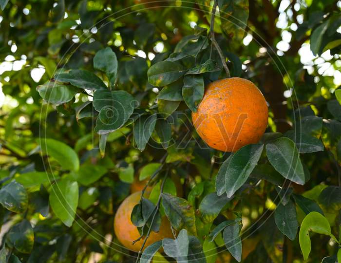 Close Up Of The Orange Fruit Hanging On The Branch