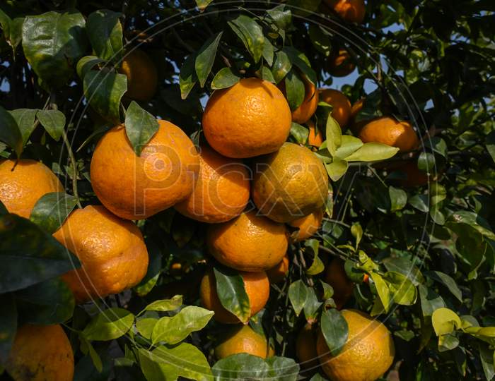 Closeup Of A Bunch Of Tangerines Hanging On A Tree In The Garden