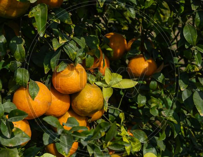 Bunches Of Ripe Oranges Hanging On The Tree