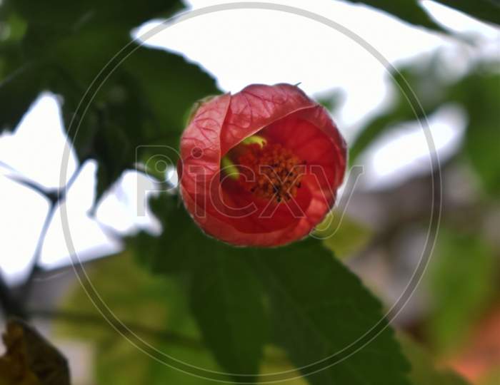 red flower on a branch