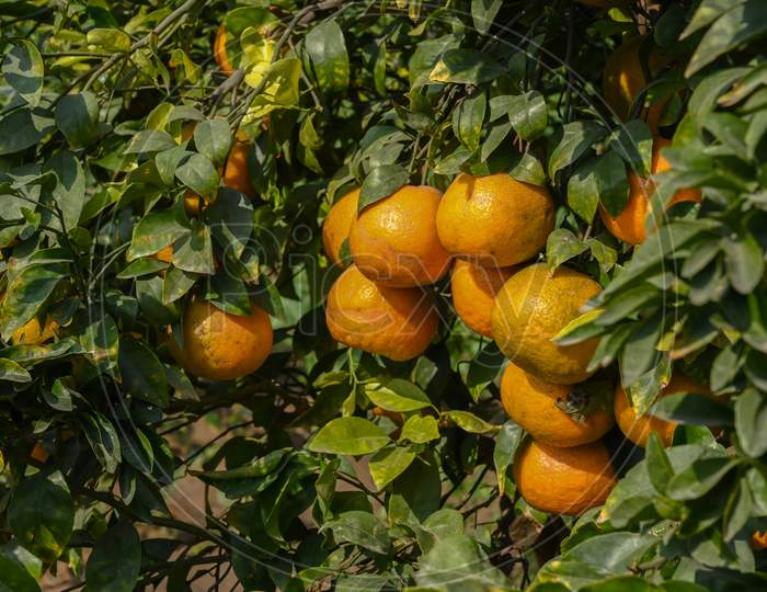 Closeup Photo Of A Bunch Of Ripe Oranges Hanging On A Tree