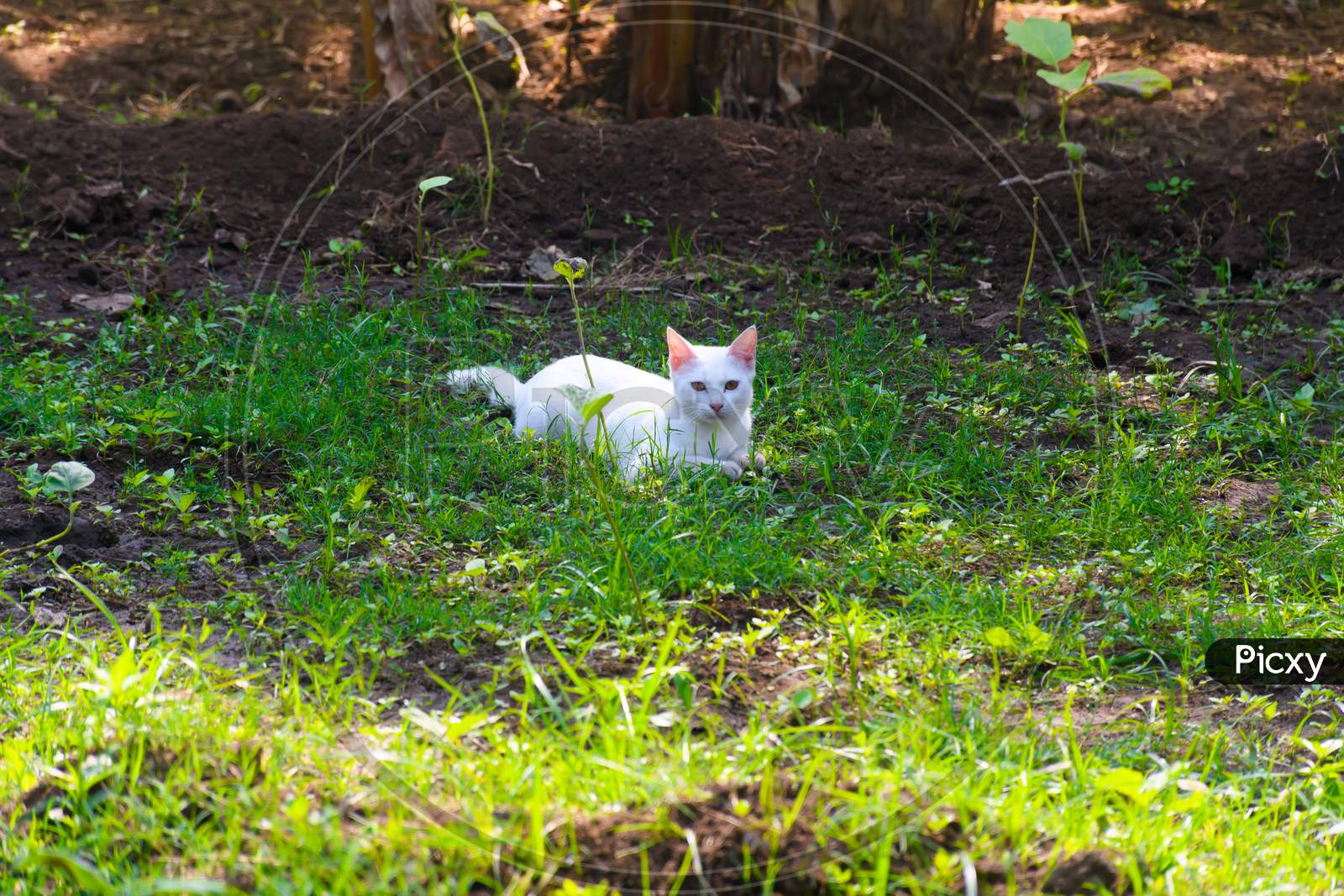 Beautiful White Cat Sitting In The Grass With Natural Background