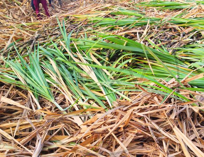 Sugarcane leaves in the ground. Green and dry leaves in agriculture ground.