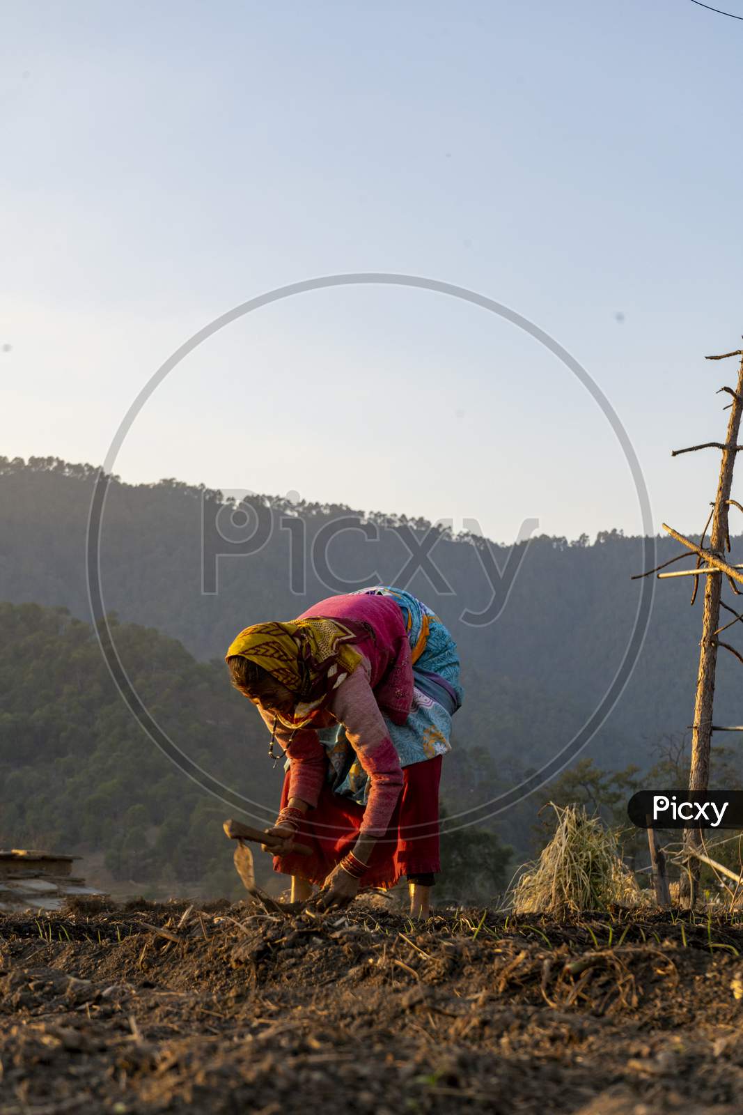 Almora, Uttarakhand- January 3 2022- An Old Woman Working In The Fields In The Evening.