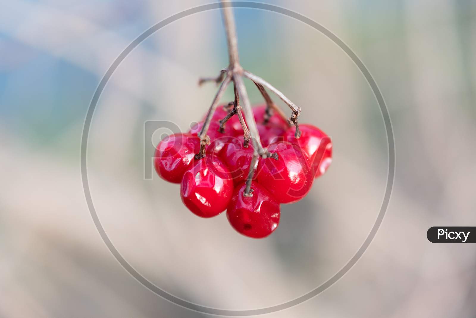 Red Berry Hanging On A Tree