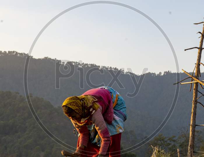 Almora, Uttarakhand- January 3 2022- An Old Woman Working In The Fields In The Evening.
