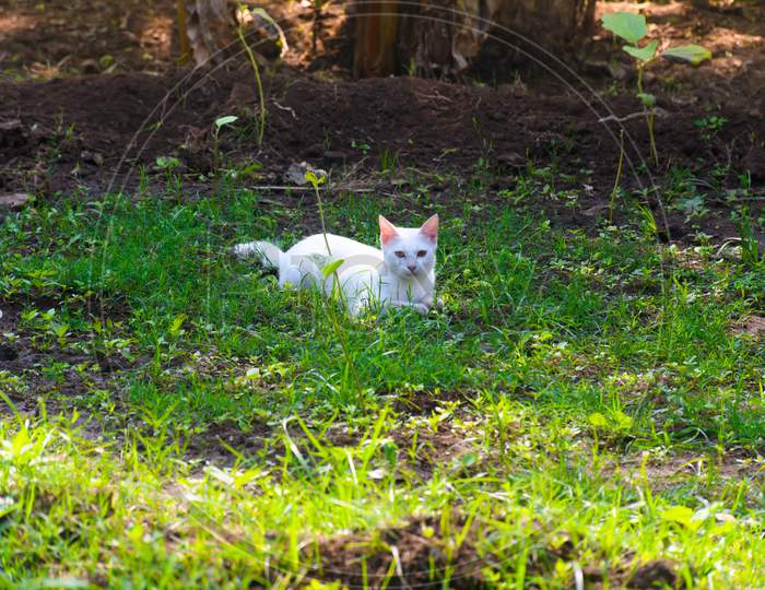 Beautiful White Cat Sitting In The Grass With Natural Background