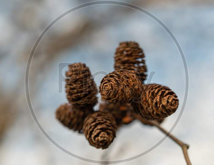 Little Pine Cones On A Tree In Vaduz In Liechtenstein