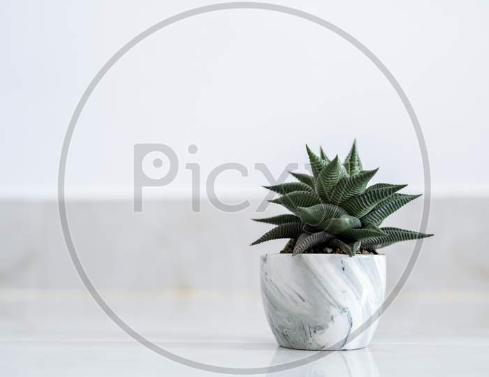 Haworthia Limifolia Marloth A Tree Used For Decoration In A House On A White Background