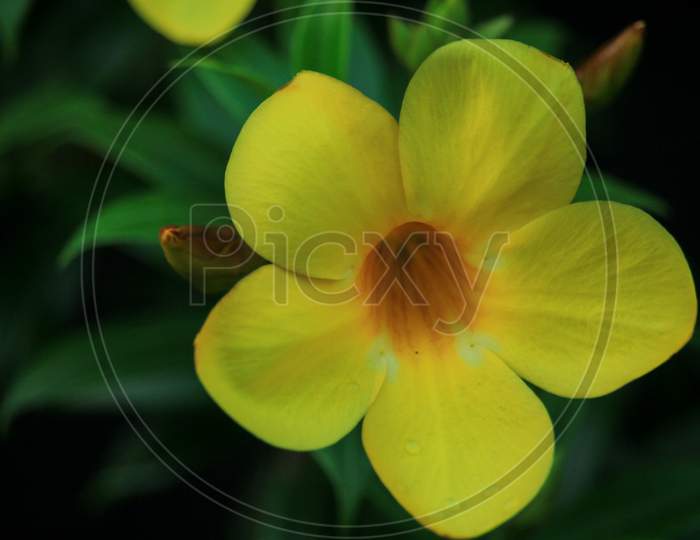 Beautiful Yellow Flowers With Black Background.