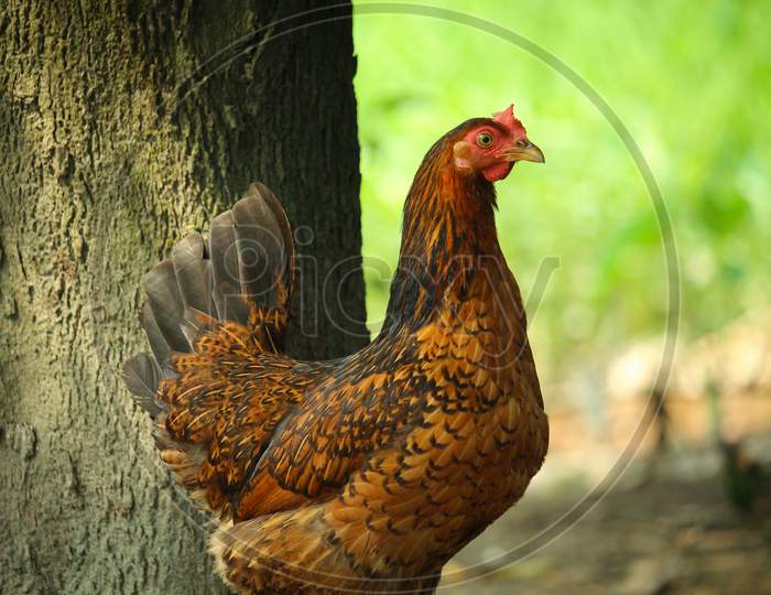 There Is A Brown Hen Standing