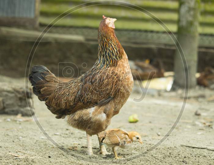 There Is A Brown Hen And A Chick Standing