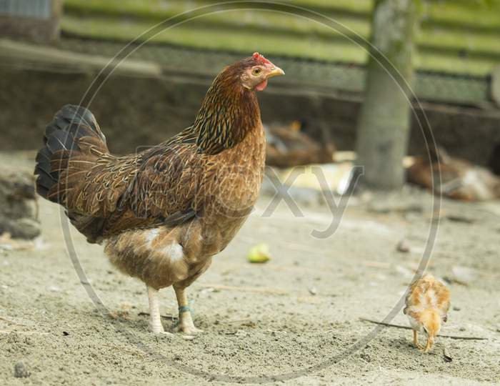 There Is A Brown Hen And A Chick Standing