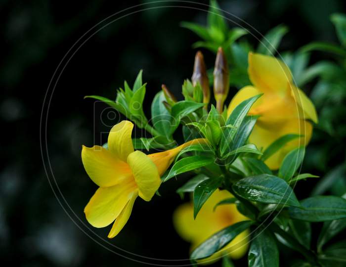 Beautiful Yellow Flowers With Black Background.