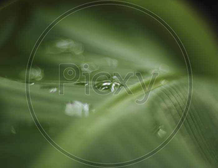 Water Drops On Green Banana Leaf