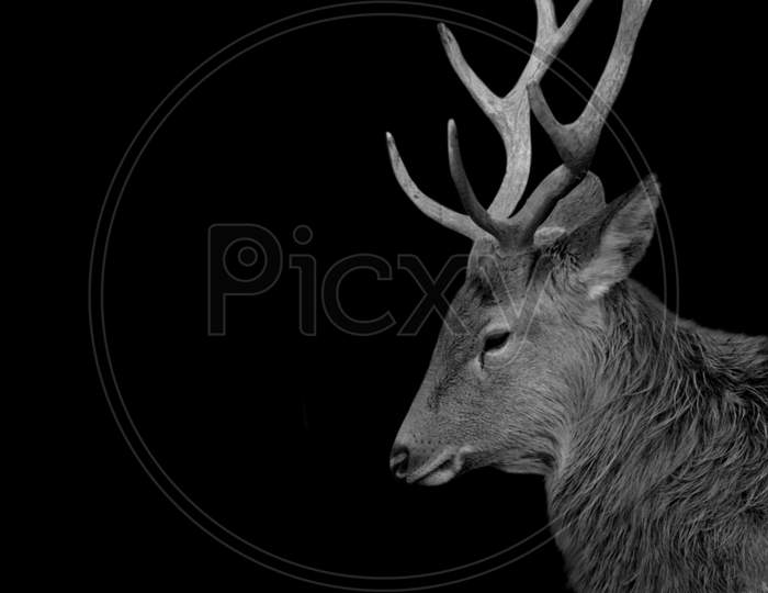 Amazing Big Antlers Deer Face On The Black Background