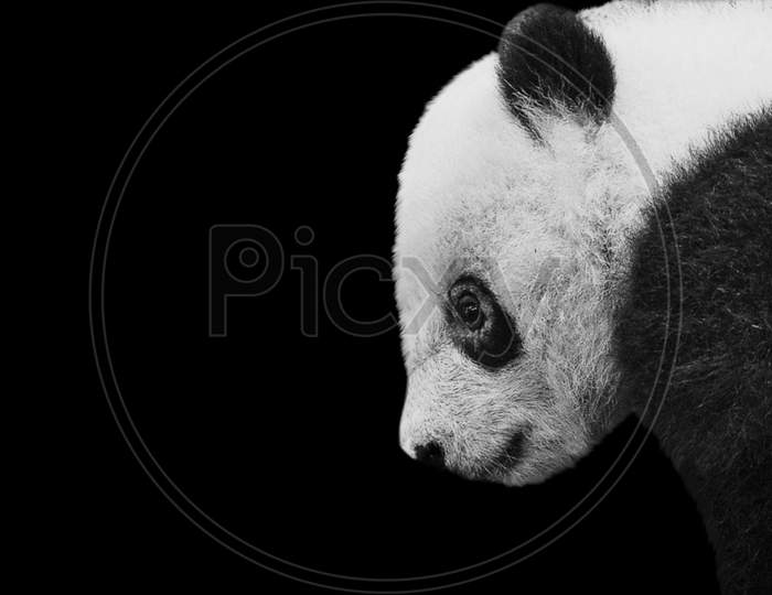 Cute Panda Portrait On The Black Background