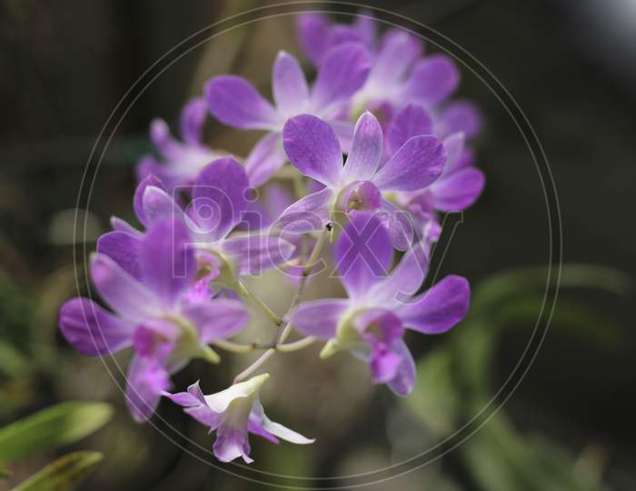 Bunch Of Purple Orchid Flowers
