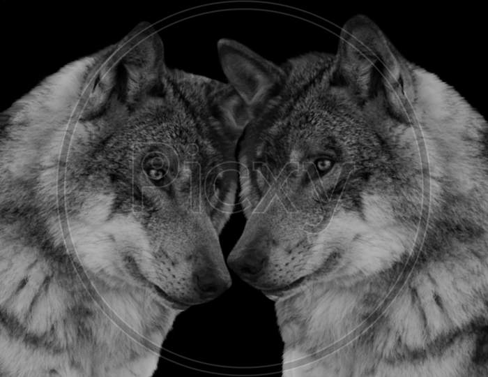 Two Amazing Wolf Love On The Dark Background