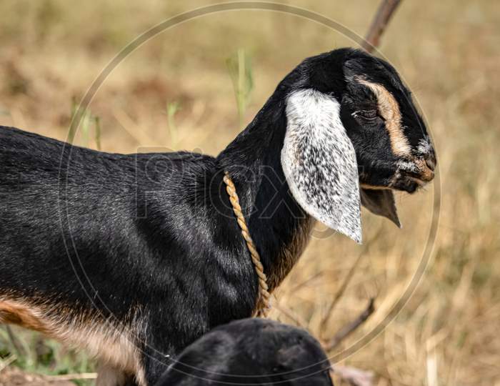 This is a indian goat