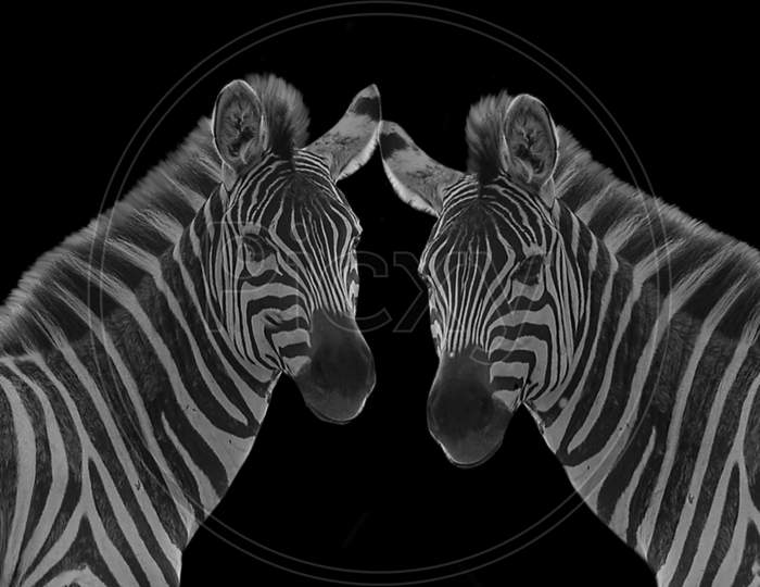 Two Zebras Standing Together Portrait On The Black Background