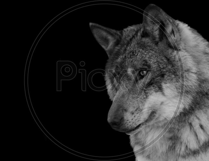 Beautiful Wolf Head Portrait On The Black Background