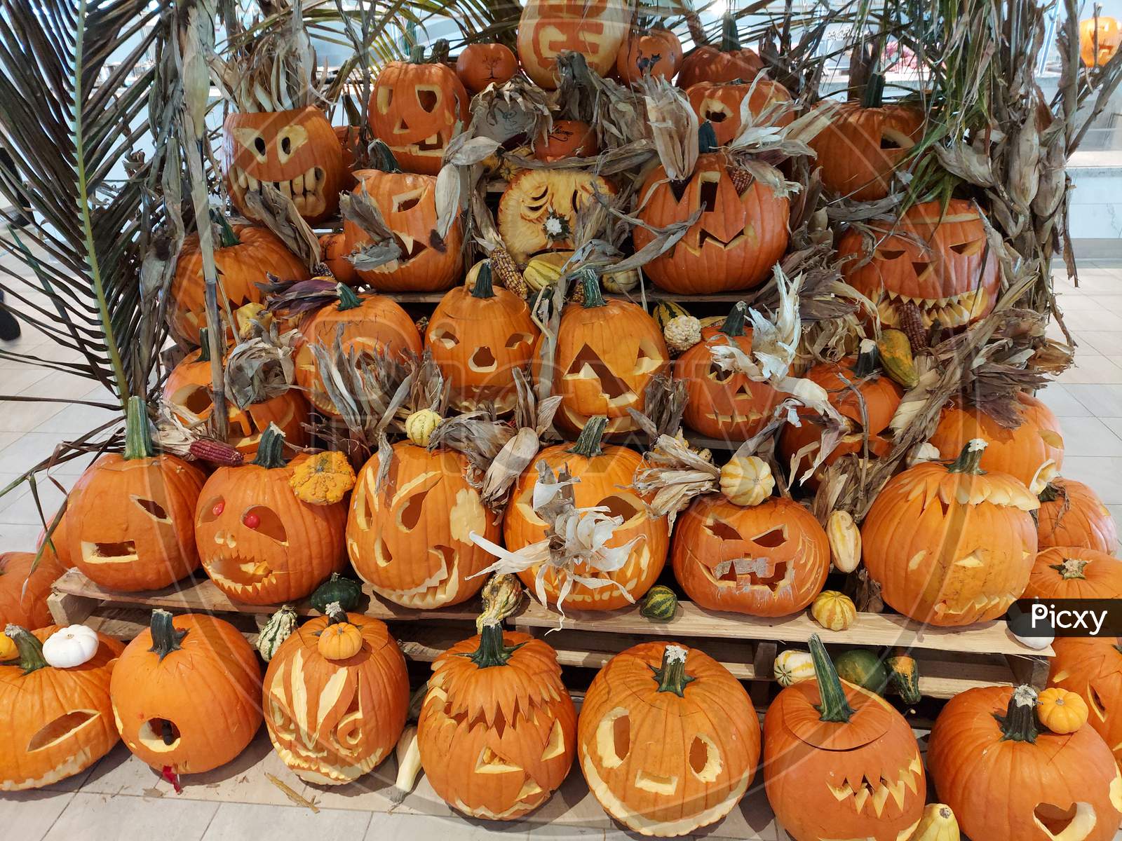 A Number Of Scary Faced Pumpkins Carvings Display For Halloween