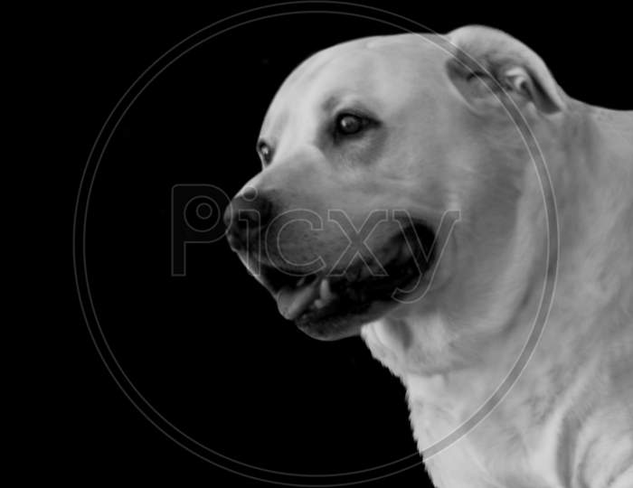 White Shepheard Dog Portrait Face On The Black Background