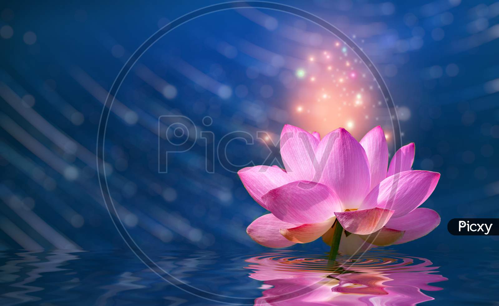 Lotus Pink Light Purple Floating Light Sparkle Purple Background