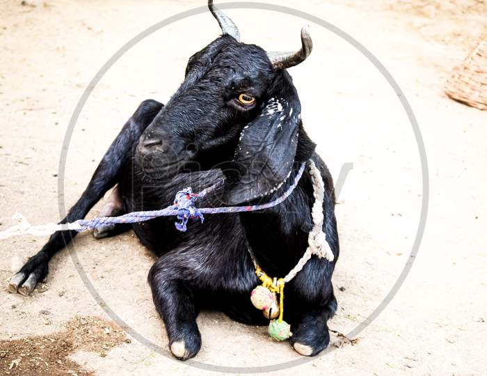 This is a indian goat