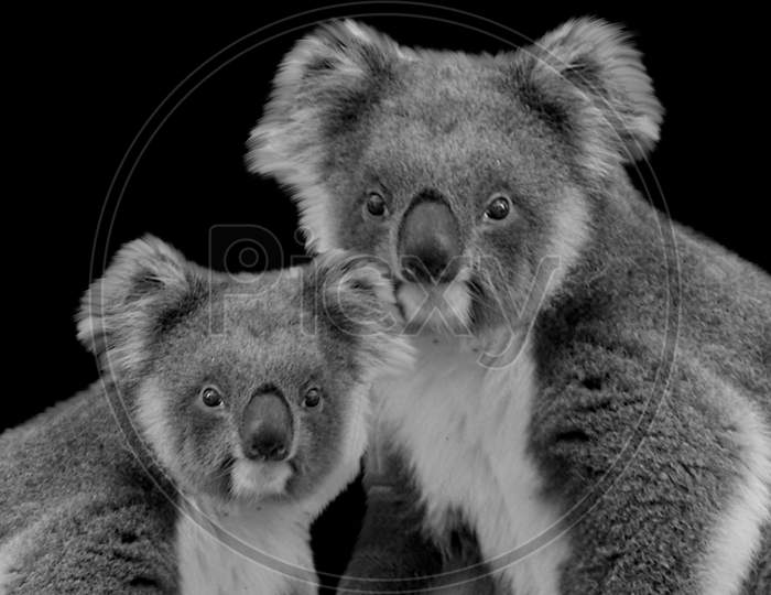 Mom And Baby Koala Sitting On The Black Background