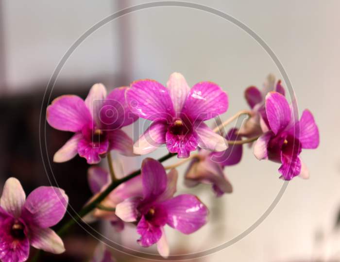 Closeup Of Violet Orchid Photo,Indoor Plant For Decoration,Purple Orchid Flower Phalaenopsis,Selective Focus