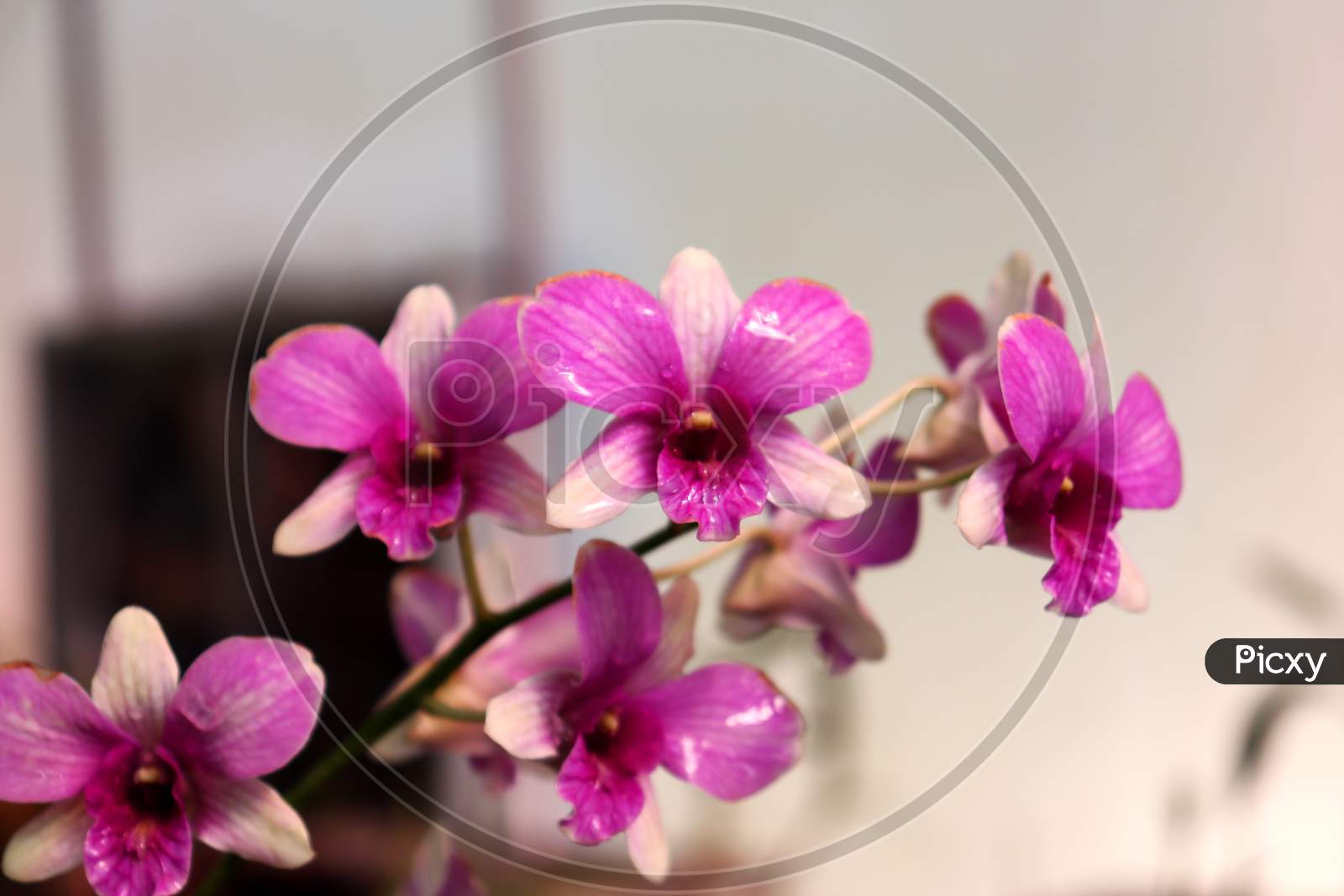 Closeup Of Violet Orchid Photo,Indoor Plant For Decoration,Purple Orchid Flower Phalaenopsis,Selective Focus