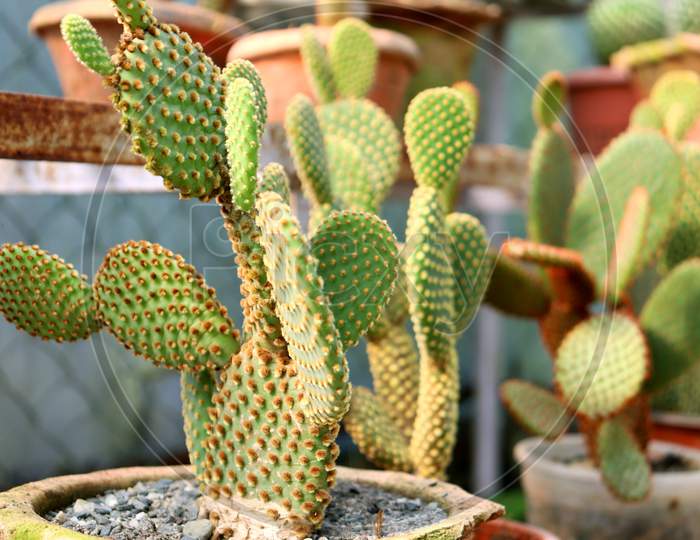Prickly Pear Cactus,Cactus On A Tub,Closeup Photo Of A Cactus With Read Buble,Selective Focus,Home Decoration,Plant Of Dry And Hot Climates Area,Opuntia,India