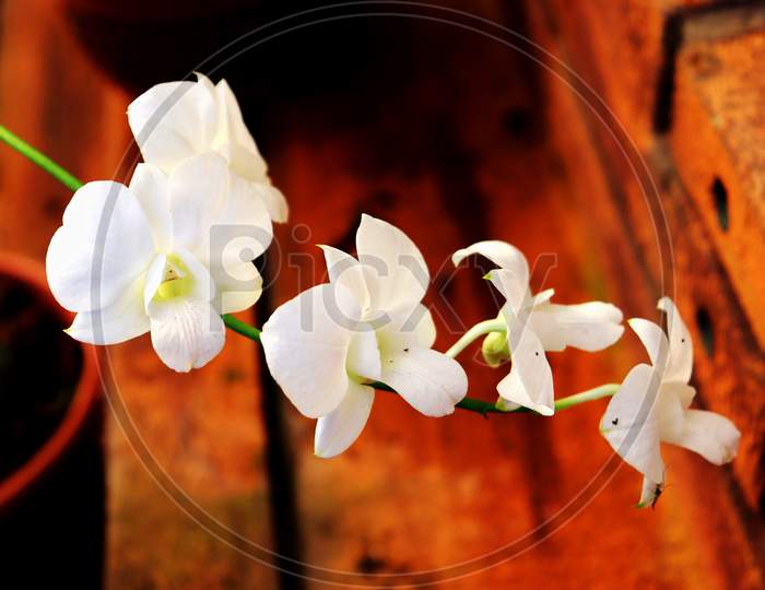 White Orchid With Blur Brown Background, Moth Dendrobium Orchid Flower In Winter Or Spring Day Tropical Garden Isolated On White Background.Selective Focus.