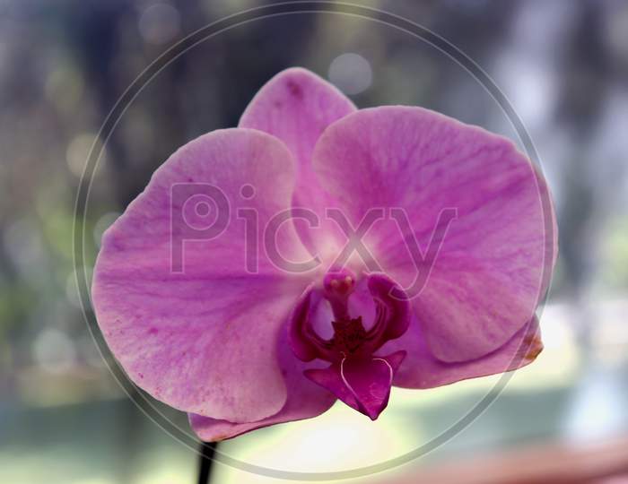 Closeup Of Violet Orchid Photo,Indoor Plant For Decoration,Purple Orchid Flower Phalaenopsis,Selective Focus.