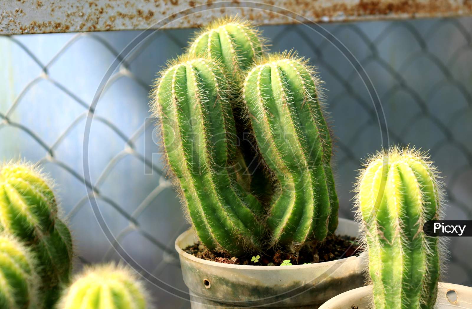 Cactus On A Tub,Closeup Photo Of A Cactus With Read Buble,Selective Focus,Home Decoration,Plant Of Dry And Hot Climates Area,Darjeeling,India