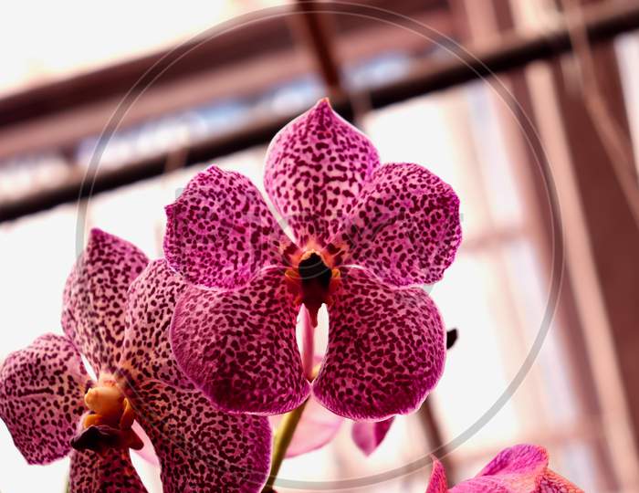 Closeup Of Violet Orchid Photo,Indoor Plant For Decoration,Purple Orchid Flower Phalaenopsis Or Falah On A White Background,Selective Focus.